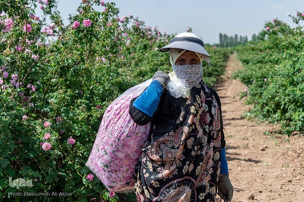 برداشت گل محمدی از مزارع ساوجبلاغ استان البرز