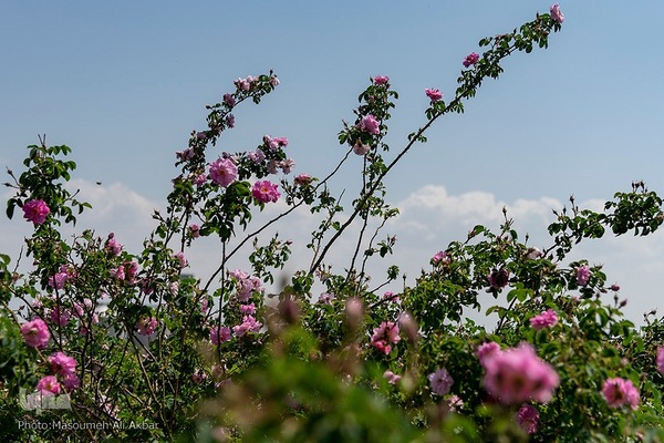 برداشت گل محمدی از مزارع ساوجبلاغ استان البرز