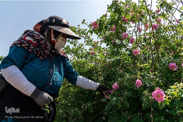 برداشت گل محمدی از مزارع ساوجبلاغ استان البرز