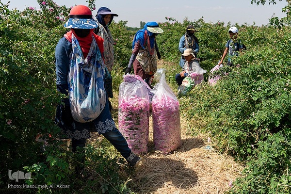 برداشت گل محمدی از مزارع ساوجبلاغ استان البرز