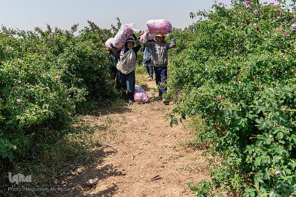 برداشت گل محمدی از مزارع ساوجبلاغ استان البرز