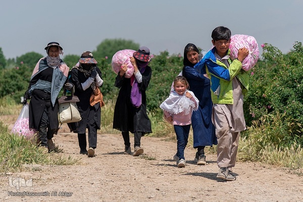 برداشت گل محمدی از مزارع ساوجبلاغ استان البرز