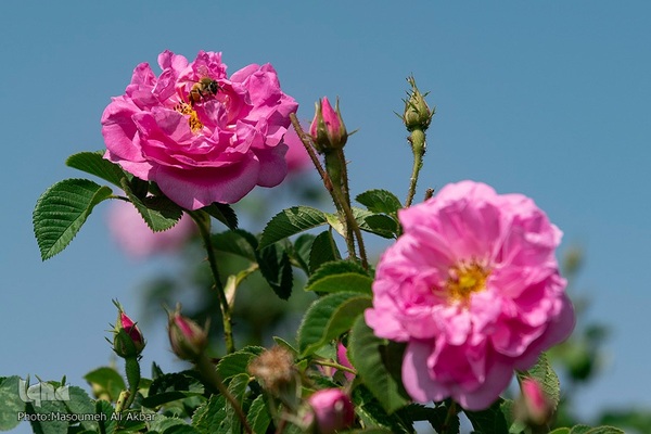 برداشت گل محمدی از مزارع ساوجبلاغ استان البرز