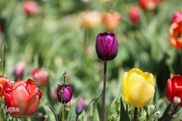 مزرعه گل‌های لاله و نرگس در روستای اسپره‌خون تبریز‎‎