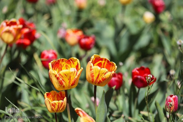 مزرعه گل‌های لاله و نرگس در روستای اسپره‌خون تبریز‎‎