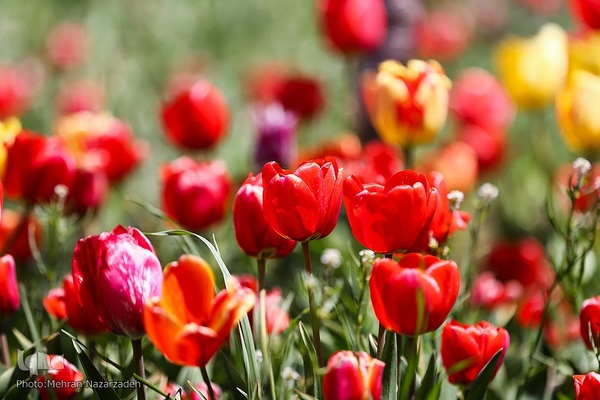 مزرعه گل‌های لاله و نرگس در روستای اسپره‌خون تبریز‎‎