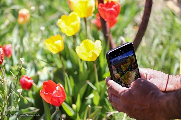 مزرعه گل‌های لاله و نرگس در روستای اسپره‌خون تبریز‎‎