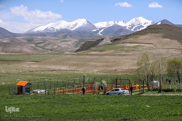 مزرعه گل‌های لاله و نرگس در روستای اسپره‌خون تبریز‎‎