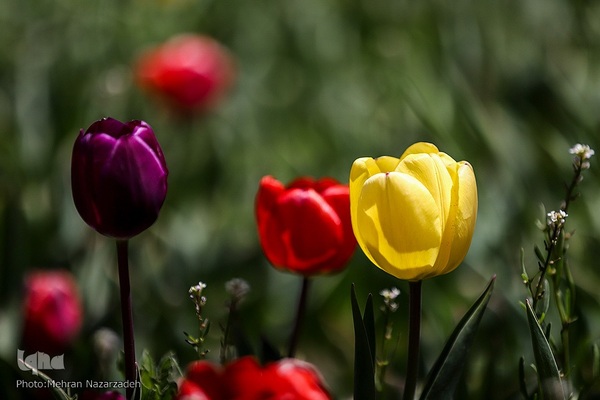 مزرعه گل‌های لاله و نرگس در روستای اسپره‌خون تبریز‎‎