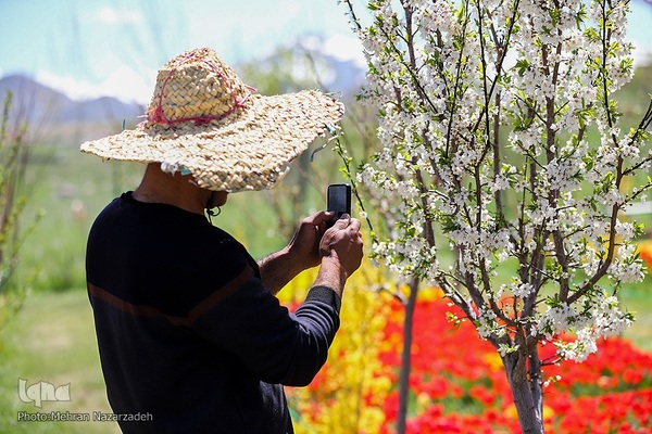 مزرعه گل‌های لاله و نرگس در روستای اسپره‌خون تبریز‎‎