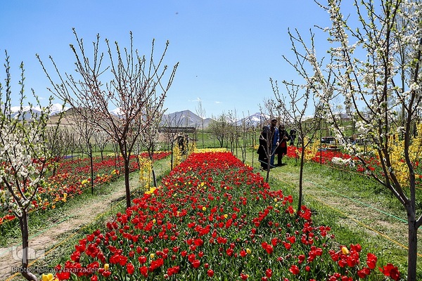 مزرعه گل‌های لاله و نرگس در روستای اسپره‌خون تبریز‎‎