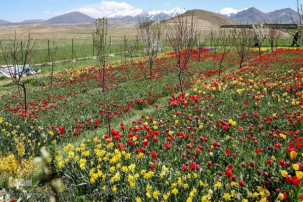 مزرعه گل‌های لاله و نرگس در روستای اسپره‌خون تبریز‎‎