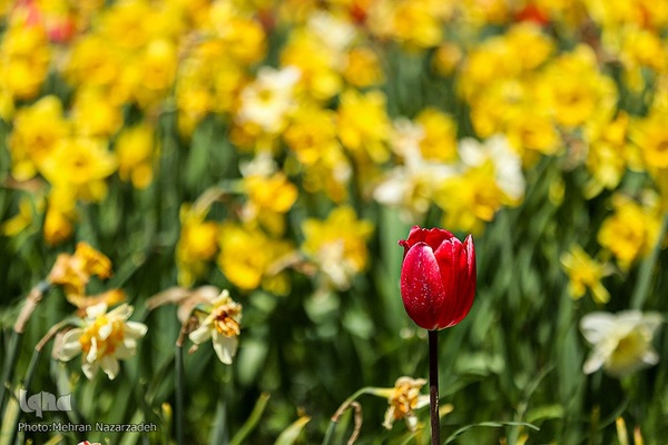 مزرعه گل‌های لاله و نرگس در روستای اسپره‌خون تبریز‎‎