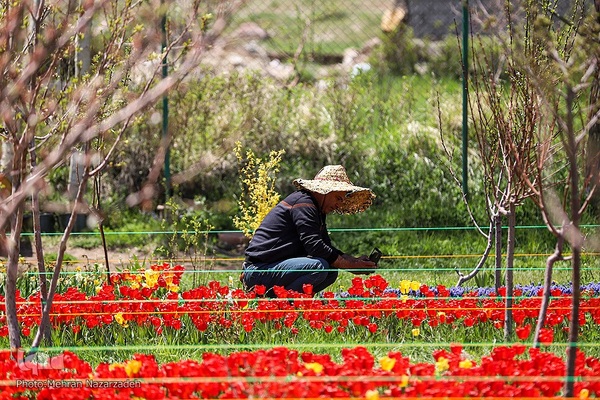 مزرعه گل‌های لاله و نرگس در روستای اسپره‌خون تبریز‎‎