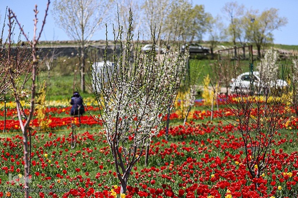 مزرعه گل‌های لاله و نرگس در روستای اسپره‌خون تبریز‎‎