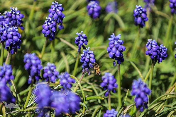 مزرعه گل‌های لاله و نرگس در روستای اسپره‌خون تبریز‎‎