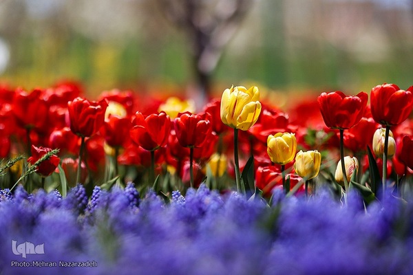 مزرعه گل‌های لاله و نرگس در روستای اسپره‌خون تبریز‎‎