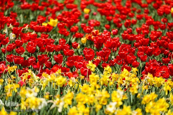 مزرعه گل‌های لاله و نرگس در روستای اسپره‌خون تبریز‎‎