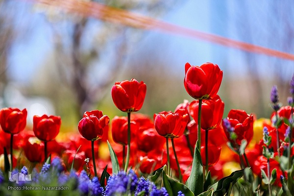مزرعه گل‌های لاله و نرگس در روستای اسپره‌خون تبریز‎‎