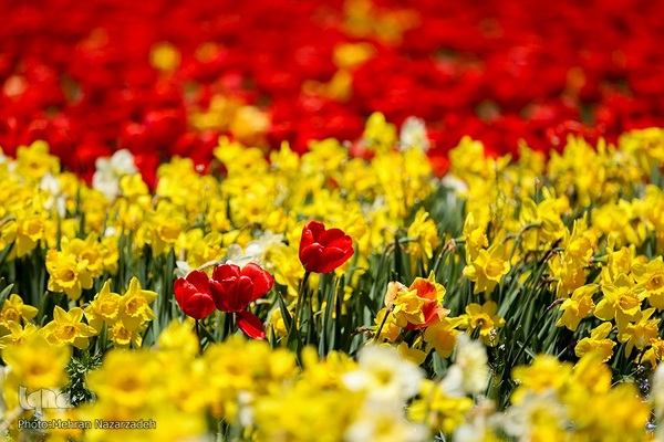 مزرعه گل‌های لاله و نرگس در روستای اسپره‌خون تبریز‎‎