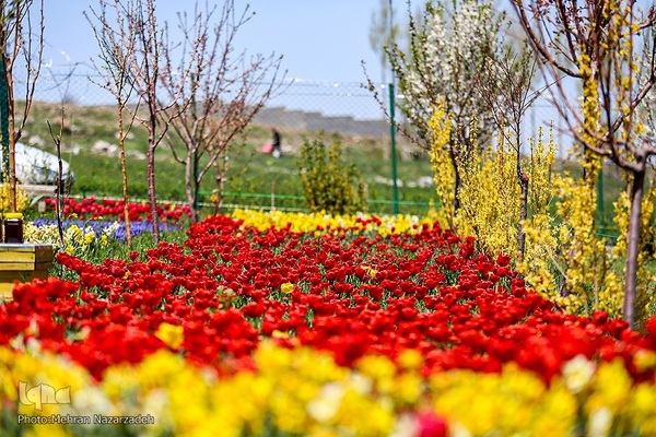 مزرعه گل‌های لاله و نرگس در روستای اسپره‌خون تبریز‎‎