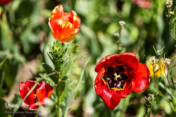 مزرعه گل‌های لاله و نرگس در روستای اسپره‌خون تبریز‎‎