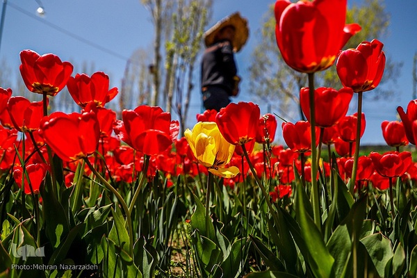مزرعه گل‌های لاله و نرگس در روستای اسپره‌خون تبریز‎‎