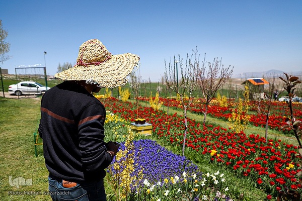 مزرعه گل‌های لاله و نرگس در روستای اسپره‌خون تبریز‎‎