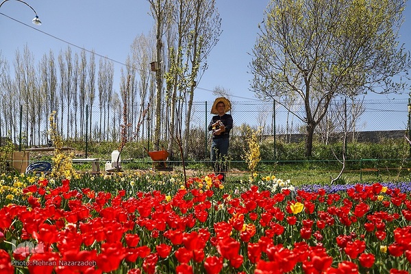 مزرعه گل‌های لاله و نرگس در روستای اسپره‌خون تبریز‎‎