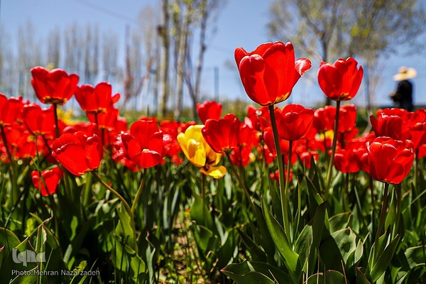 مزرعه گل‌های لاله و نرگس در روستای اسپره‌خون تبریز‎‎