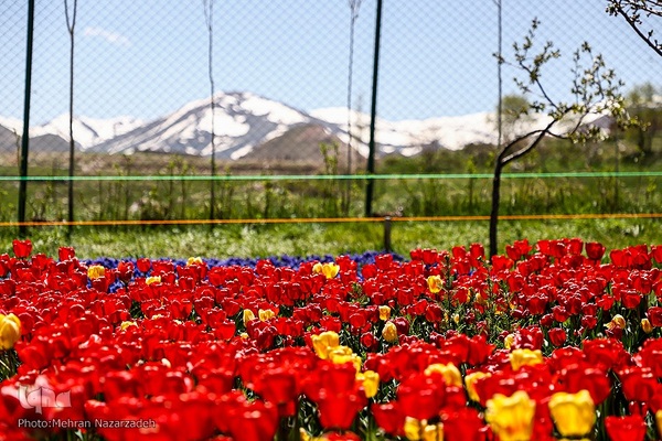 مزرعه گل‌های لاله و نرگس در روستای اسپره‌خون تبریز‎‎