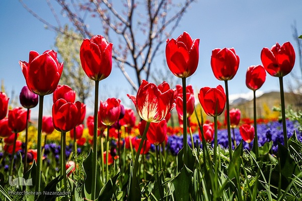مزرعه گل‌های لاله و نرگس در روستای اسپره‌خون تبریز‎‎