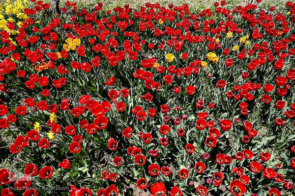 مزرعه گل‌های لاله و نرگس در روستای اسپره‌خون تبریز‎‎