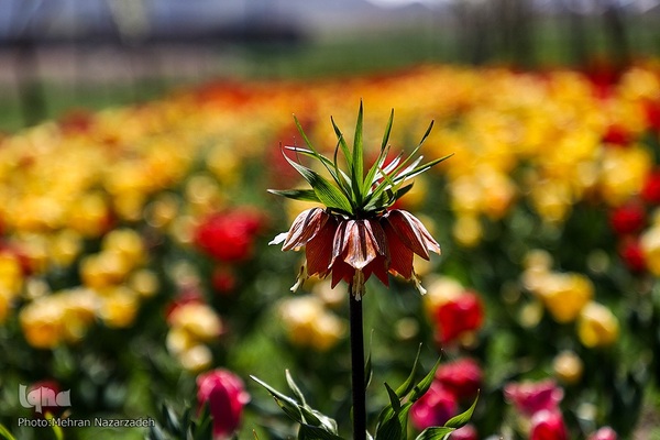 مزرعه گل‌های لاله و نرگس در روستای اسپره‌خون تبریز‎‎