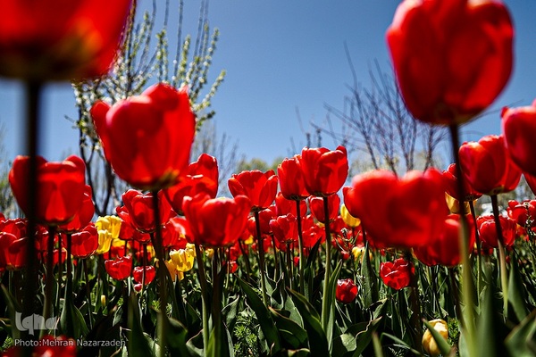 مزرعه گل‌های لاله و نرگس در روستای اسپره‌خون تبریز‎‎