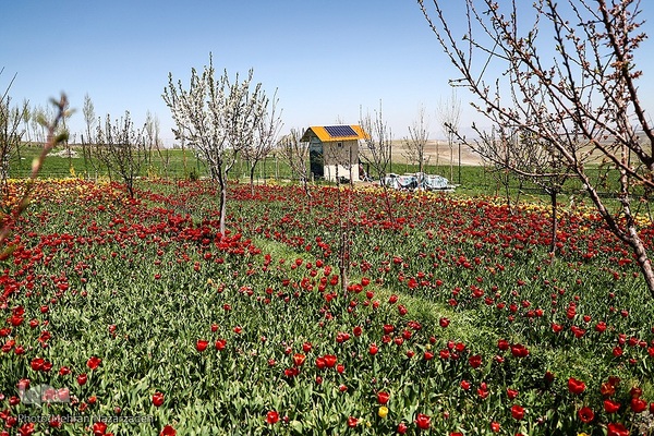مزرعه گل‌های لاله و نرگس در روستای اسپره‌خون تبریز‎‎