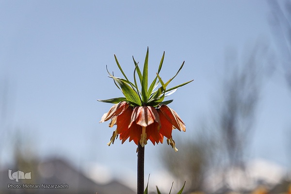 مزرعه گل‌های لاله و نرگس در روستای اسپره‌خون تبریز‎‎