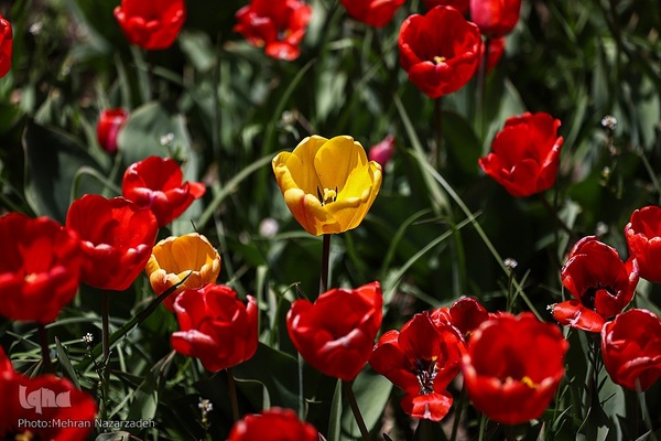 مزرعه گل‌های لاله و نرگس در روستای اسپره‌خون تبریز‎‎