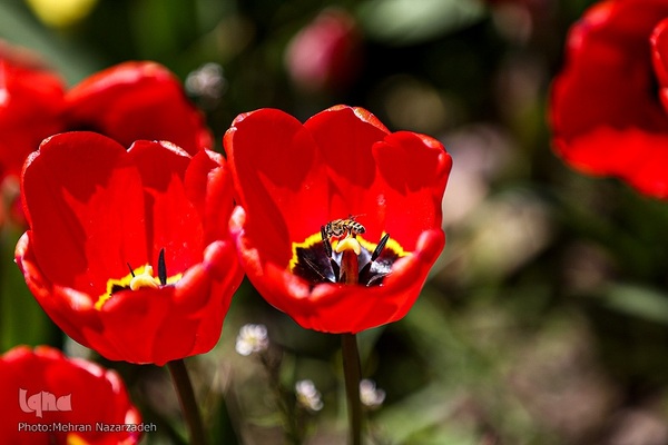 مزرعه گل‌های لاله و نرگس در روستای اسپره‌خون تبریز‎‎