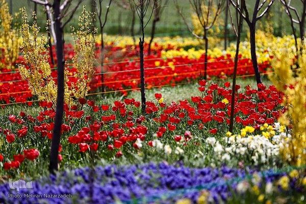 مزرعه گل‌های لاله و نرگس در روستای اسپره‌خون تبریز‎‎