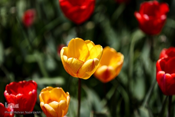 مزرعه گل‌های لاله و نرگس در روستای اسپره‌خون تبریز‎‎