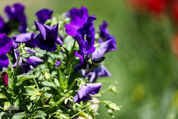 مزرعه گل‌های لاله و نرگس در روستای اسپره‌خون تبریز‎‎