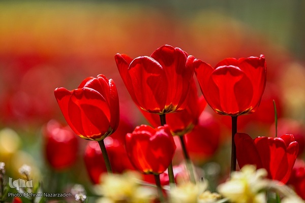 مزرعه گل‌های لاله و نرگس در روستای اسپره‌خون تبریز‎‎