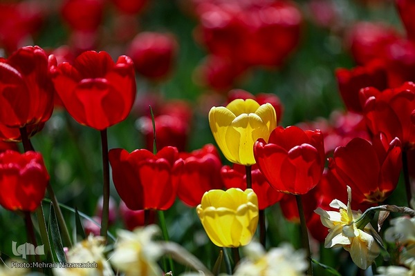 مزرعه گل‌های لاله و نرگس در روستای اسپره‌خون تبریز‎‎