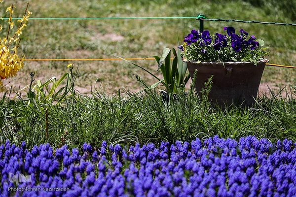 مزرعه گل‌های لاله و نرگس در روستای اسپره‌خون تبریز‎‎