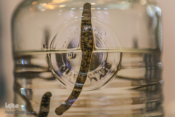 افتتاح نمایشگاه فناوری‌ها و محصولات محرومیت‌زدا «‌آبادیران»