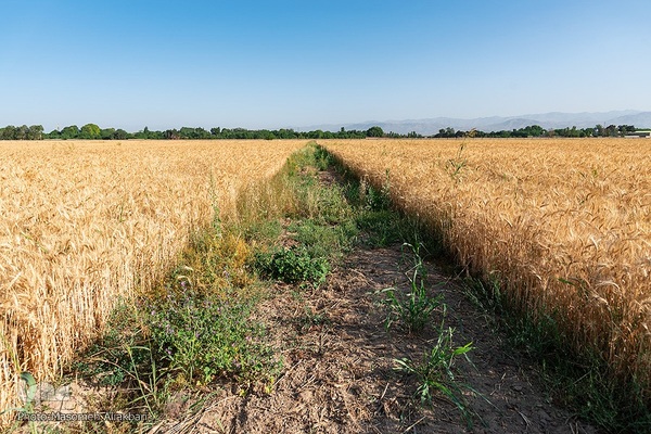 جشن شکرگزاری برداشت گندم‎