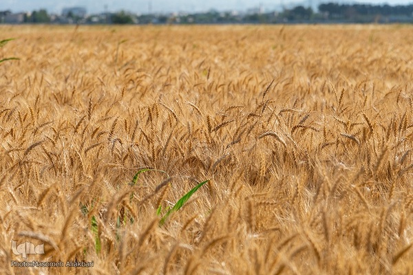 جشن شکرگزاری برداشت گندم‎