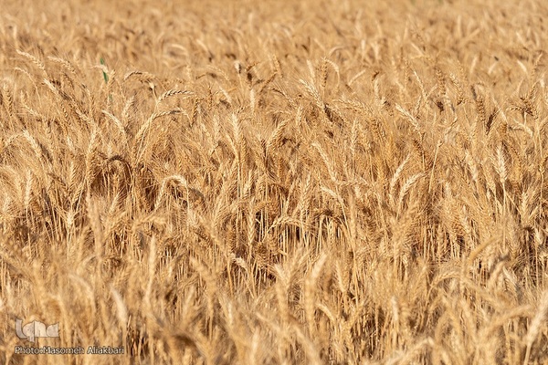 جشن شکرگزاری برداشت گندم‎