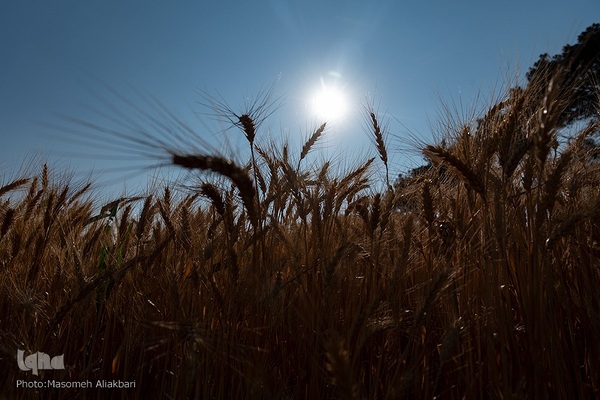 جشن شکرگزاری برداشت گندم‎